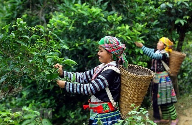 green_jasmine_tea_ha_giang_01